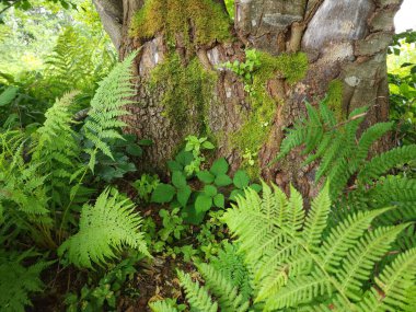 Ağaç gövdesinde yeşil yosun