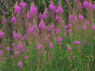 Bahçedeki pembe çiçeğin yakın plan fotoğrafı.
