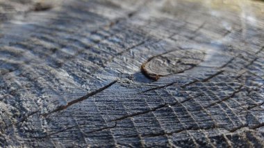 Bir ağaç kütüğünü kapat