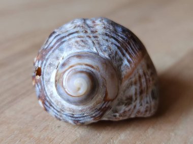 Salyangoz kabuğuna yakın çekim. seçici odak.