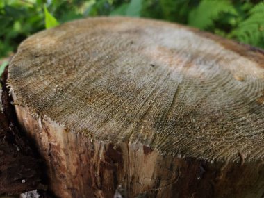 Yeşil çimenli bir ağacın yakın çekimi.