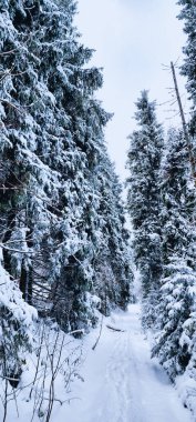 Ukrayna 'daki Karpatya dağlarında karlı kış ormanı