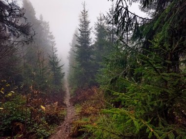 Ormandaki Karpat Dağları 'nda güzel sisli bir sabah