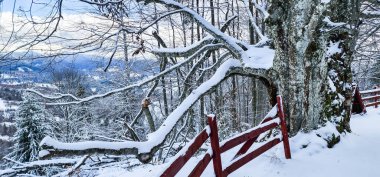 Kışın karlı ağaçlı ahşap ev