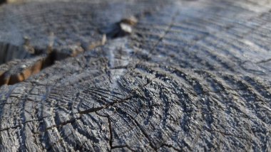 Ağaç dokusunu kapat