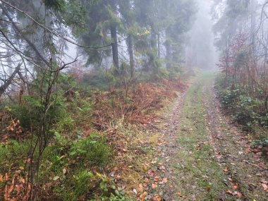 foggy autumn morning in the forest