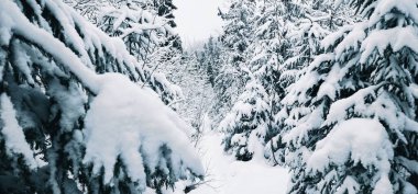 Kış orman manzarası. Uzun ağaçlar. Kar örtüsü. Ocak ayının dondurucu soğuk günü parkta.
