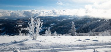 Karlı ve ağaçlı dağ manzarası