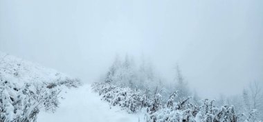 Dağlardaki kış ormanı karla kaplı..