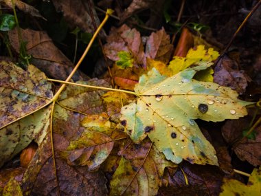 # Sonbahar yaprakları yağmur üstüne yağmur ormanlarında #.