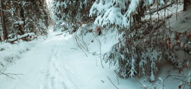 kar- çam ağacı ormanı, kış arkaplanı
