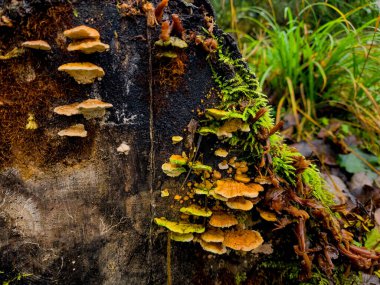 Ağacın gövdesinde mantarlar