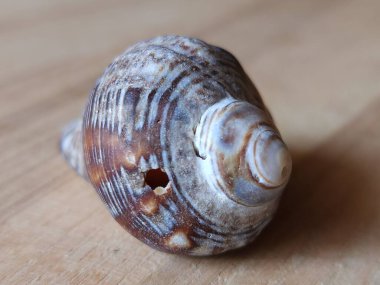 Tahta bir yüzeydeki deniz kabuklarının yakın çekimi.