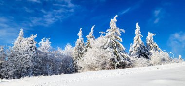 Güzel kış manzarası karla kaplı ağaçlar