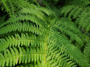 Ormanda yeşil yaprak, bitki örtüsü