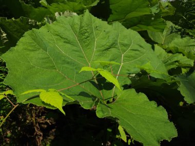 Yapraklar, yapraklar ve yeşil yapraklar...