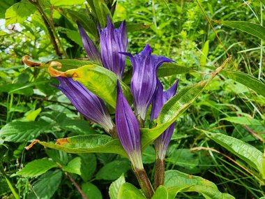 Bahçedeki mavi çiçekler