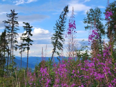 Çiçekleri ve mavi gökyüzü olan güzel bir manzara.