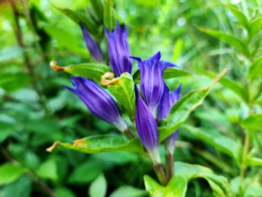 Bahçedeki mavi çiçekler