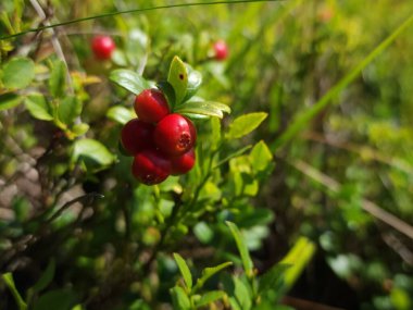 Güzel botanik fotoğrafı, doğal duvar kağıdı.