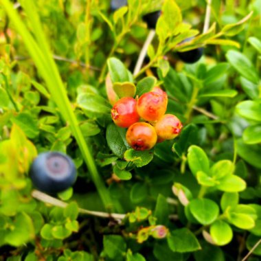 Kırmızılar çalılıklarda