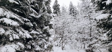 Kış manzarası. Ağaçlar karla kaplıydı..