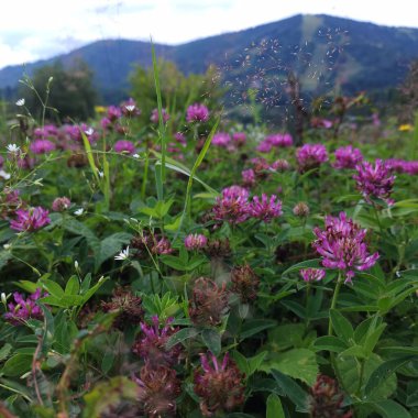 Bahçedeki güzel çiçekler
