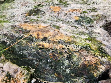 Bir ağaç kabuğuna yakın.