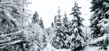 Karlı ağaçlı güzel kış manzarası