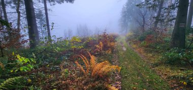 Sonbaharda ormanda güzel sisli bir sabah.