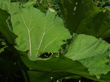 yeşil yapraklar, bitkiler ve yapraklar
