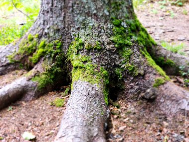 Ormandaki yaşlı ağaç