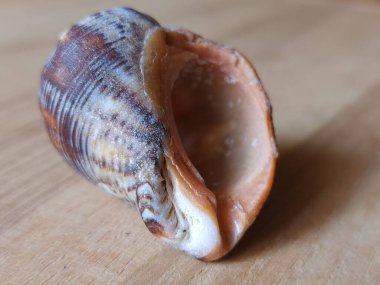 kabuk ahşap bir arkaplan