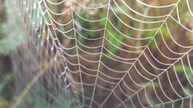 Yeşil çimlerde örümcek ağı