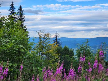 Dağlarda güzel çiçekler