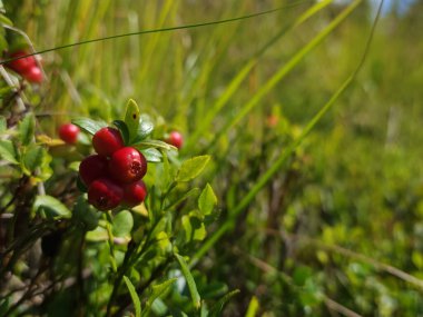 Bush üzerinde Viburnum kırmızı çilek