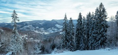 Dağlardaki ağaçlarla köknar manzarası