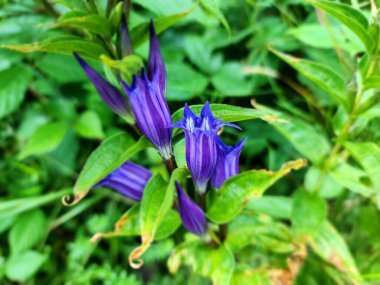 Bahçedeki mor süsen çiçekleri