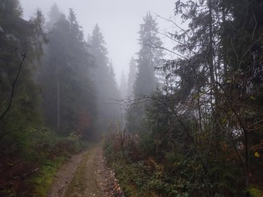 Ağaçları ve çalıları olan sisli bir orman. Ormanda sonbahar manzarası.