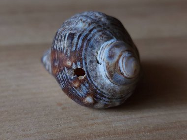 deniz kabuğu, deniz, okyanus, deniz, deniz, tatil, deniz, deniz yaşamı, deniz, deniz, seyahat, tatil,