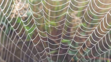 Örümcek ağı, bitki örtüsü ve bitki örtüsü