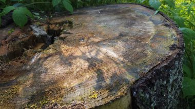 Yeşil yosun güdük