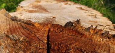 Devrilmiş bir ağacın kütüğü