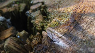 Eski ahşap arka plan. doğal arkaplan.