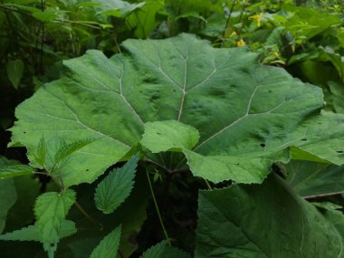yeşil yapraklar, bitkiler ve yapraklar