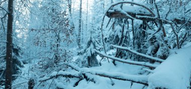 Kış ormanı karla kaplı