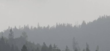 Siste karlı bir ormanın güzel bir görüntüsü.