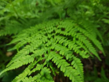 Bahçedeki yeşil eğrelti otu