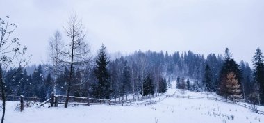 Karla kaplı ağaçlarla kaplı kış manzarası