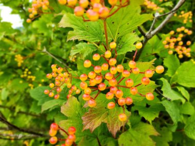 Bahçede olgun frenk üzümü